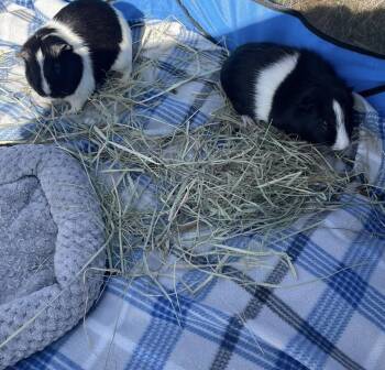 Rescue Short Haired Guinea Pigs for Adoption - Stevie And Stan | PetCurious